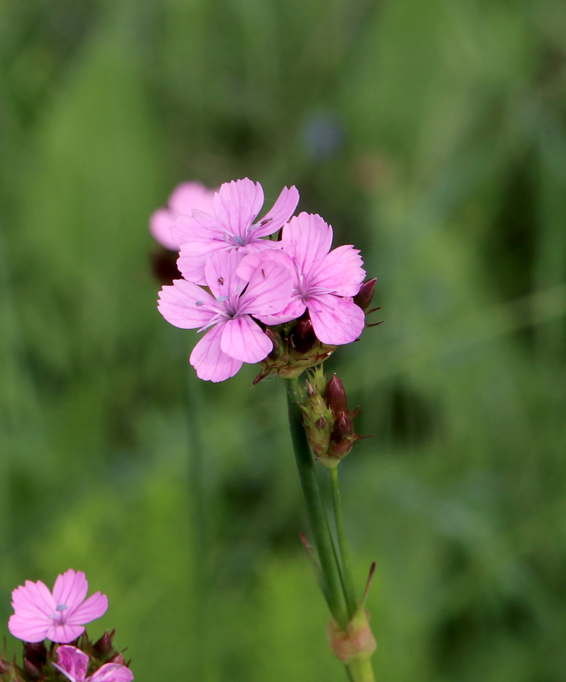 Image of Dianthus andrzejowskianus specimen.