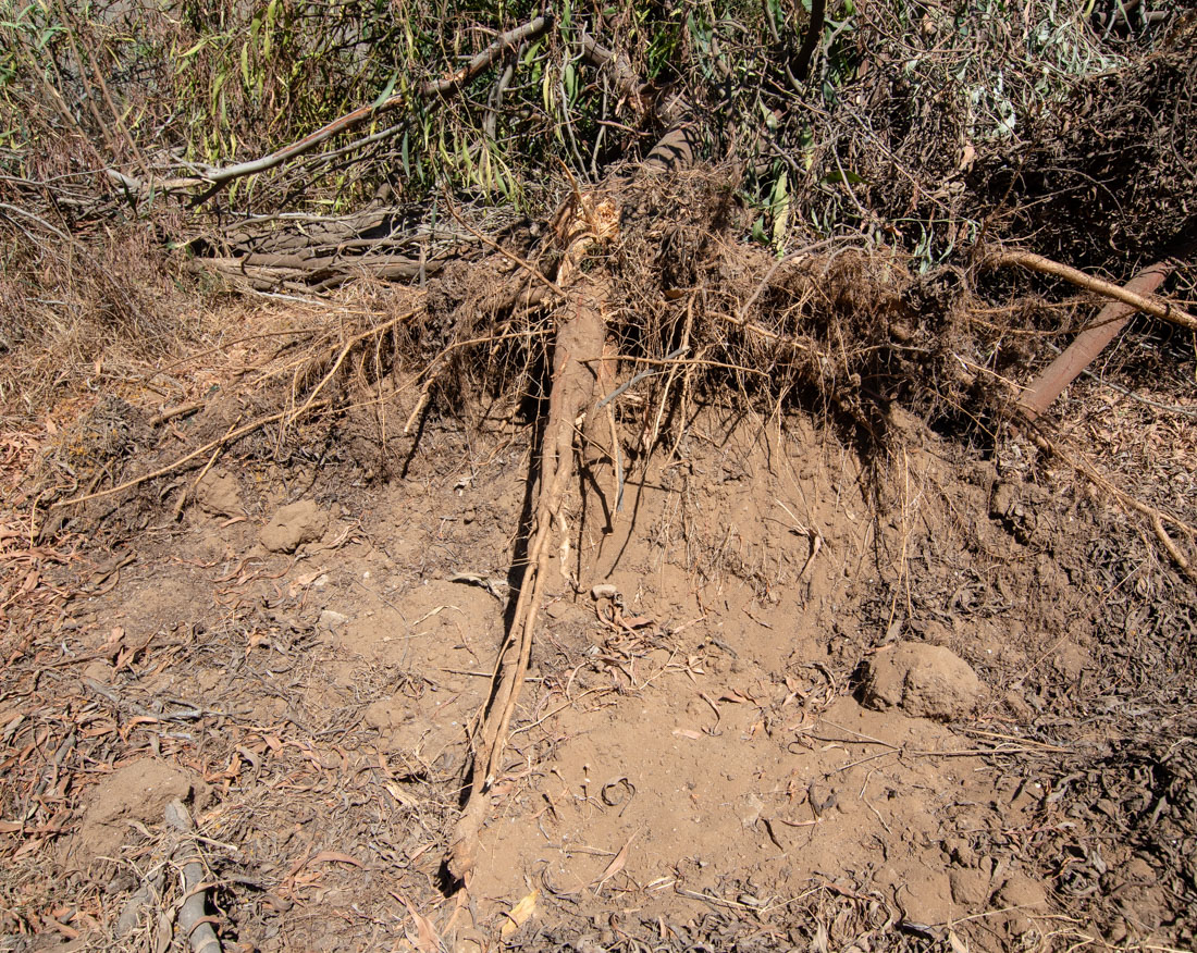 Image of Acacia saligna specimen.