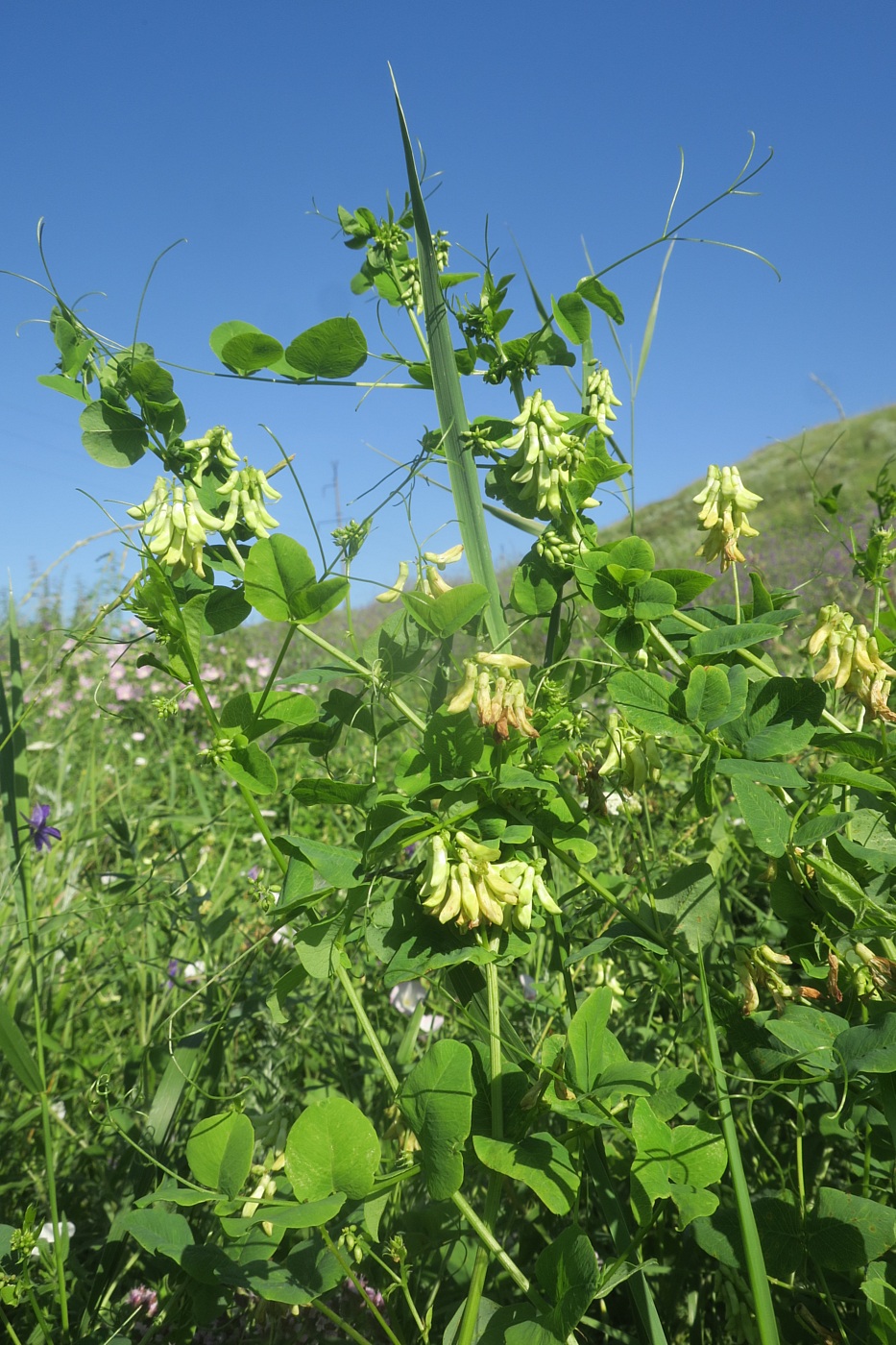 Изображение особи Vicia pisiformis.