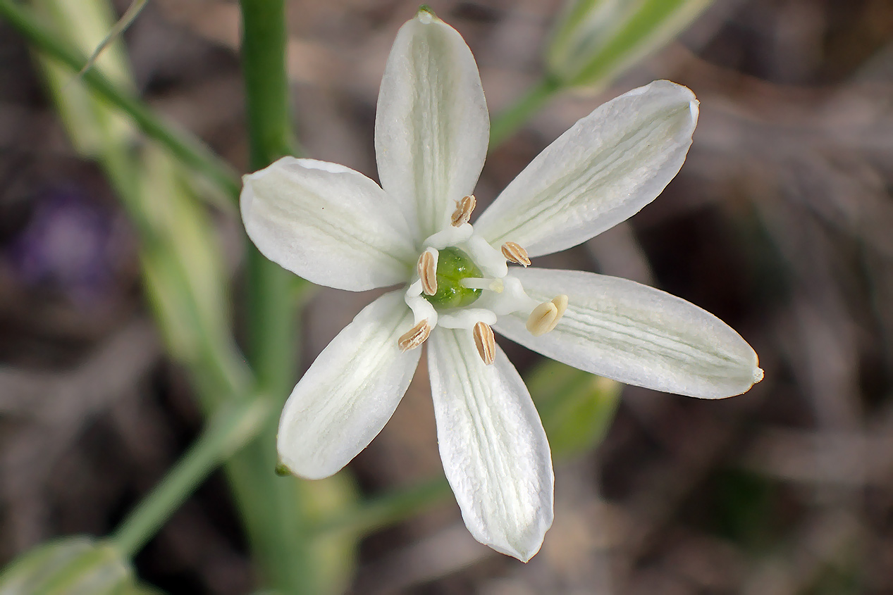 Image of Ornithogalum narbonense specimen.