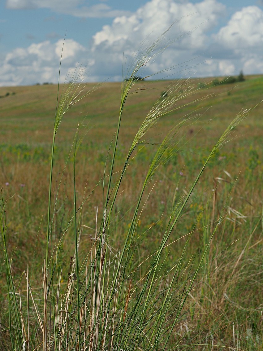 Image of Stipa capillata specimen.