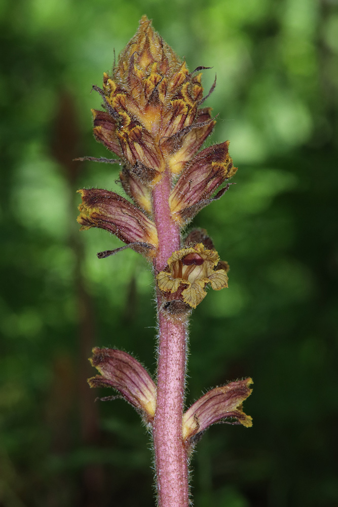 Изображение особи Orobanche laxissima.