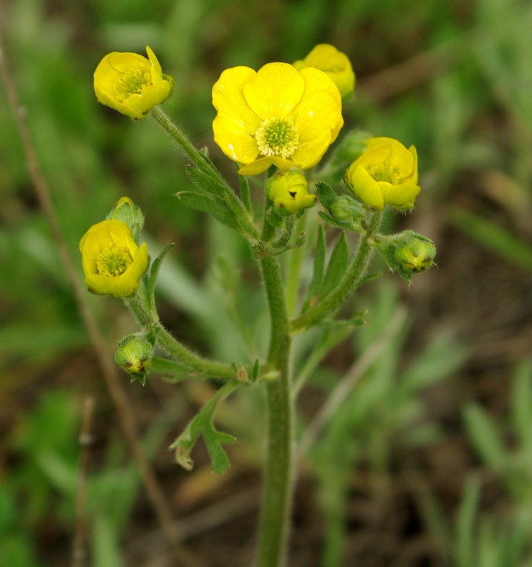 Изображение особи род Ranunculus.