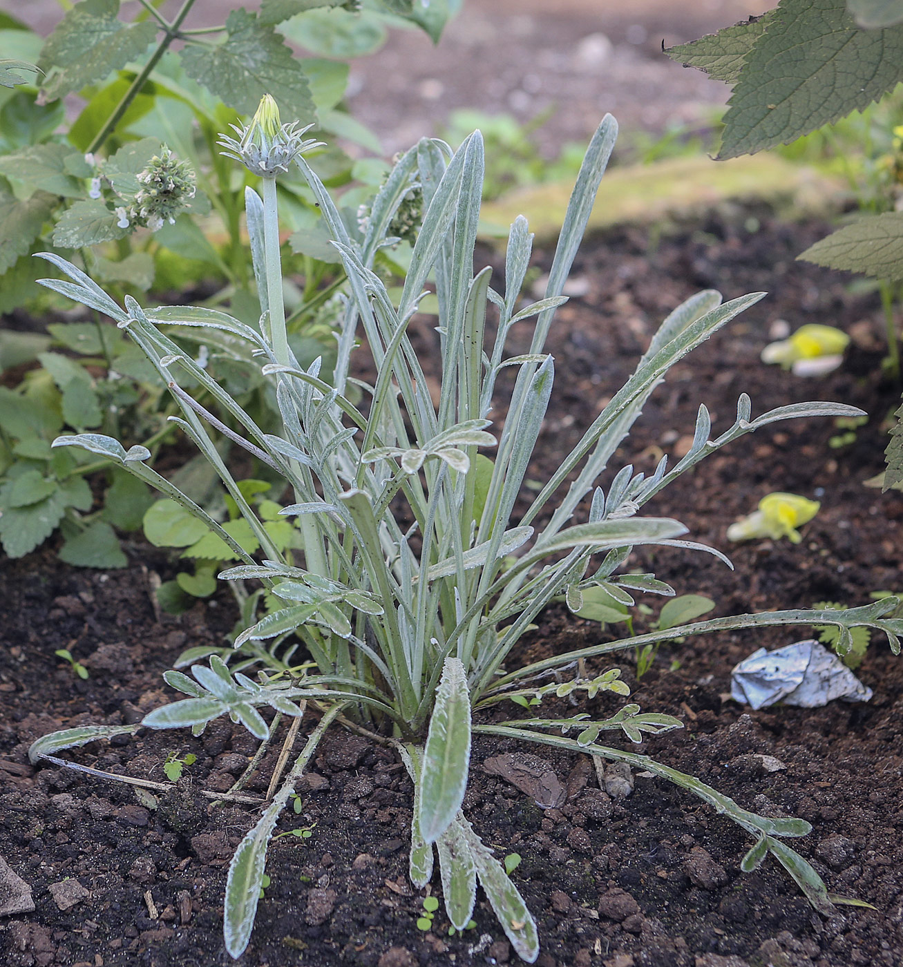 Image of Gazania &times; hybrida specimen.