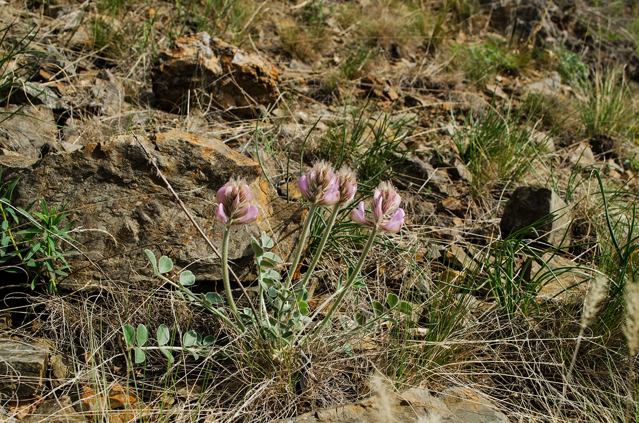 Image of Hedysarum × polychromum specimen.