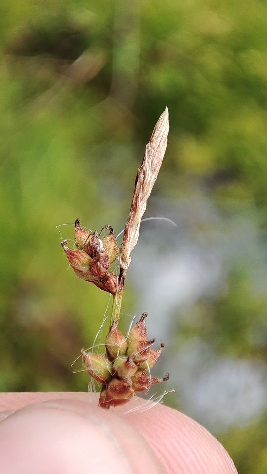 Изображение особи Carex globularis.