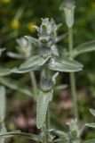 Stachys velata