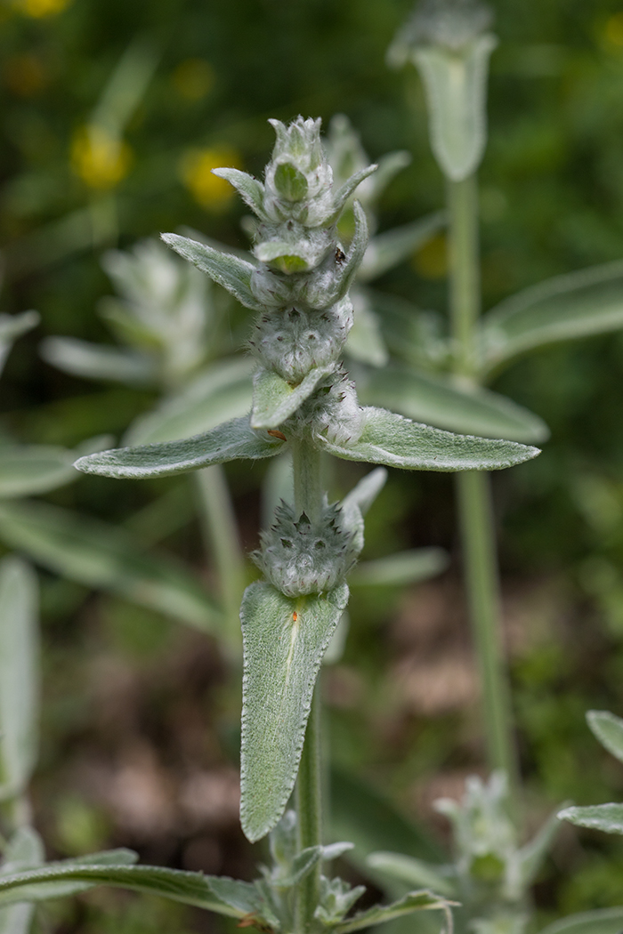 Изображение особи Stachys velata.