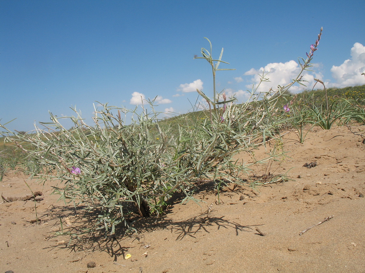 Image of Astragalus brachypus specimen.