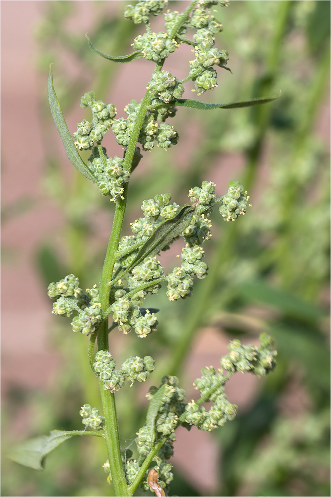 Изображение особи Chenopodium album.