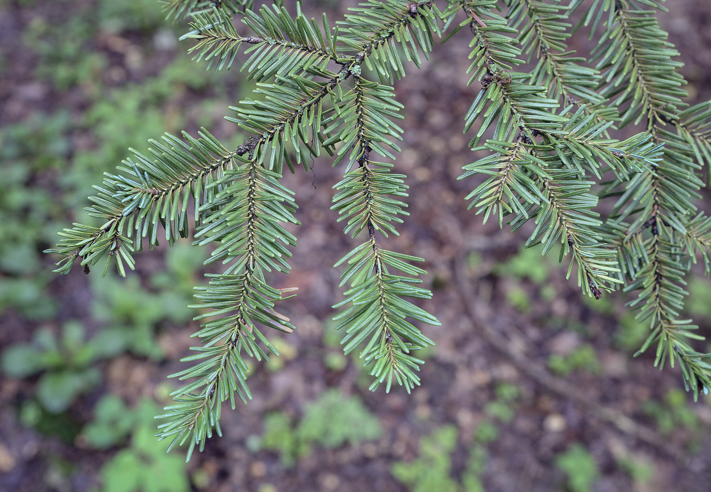 Изображение особи Abies veitchii.