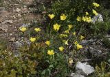 Linum campanulatum. Цветущие среди подроста Quercus coccifera растения. Испания, автономное сообщество Каталония, провинция Жирона, комарка Баш Эмпорда, муниципалитет Тороэлья-де-Монгри, долина Санта-Катерина, опушка соснового леса. 23.05.2021.