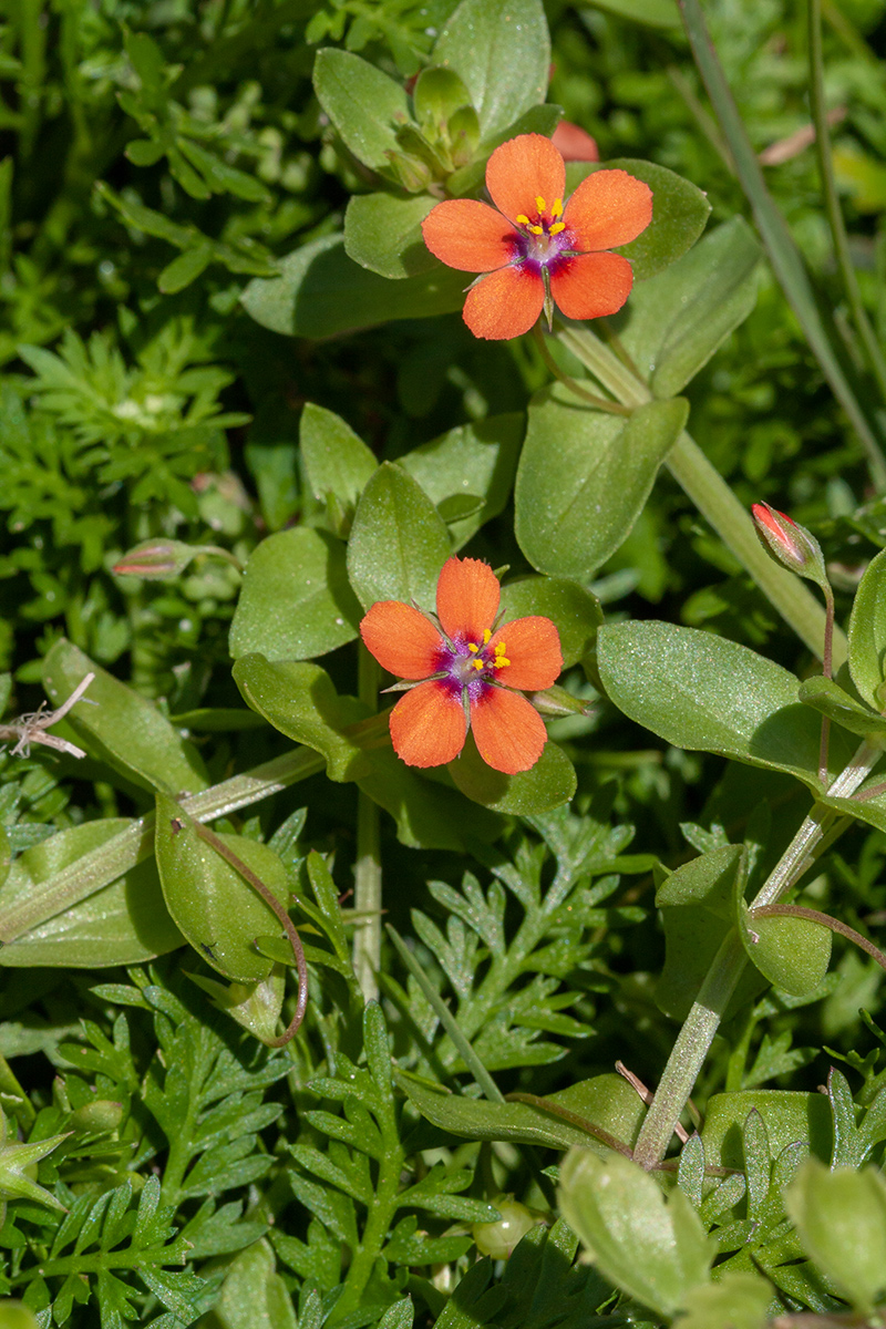 Изображение особи Anagallis arvensis.