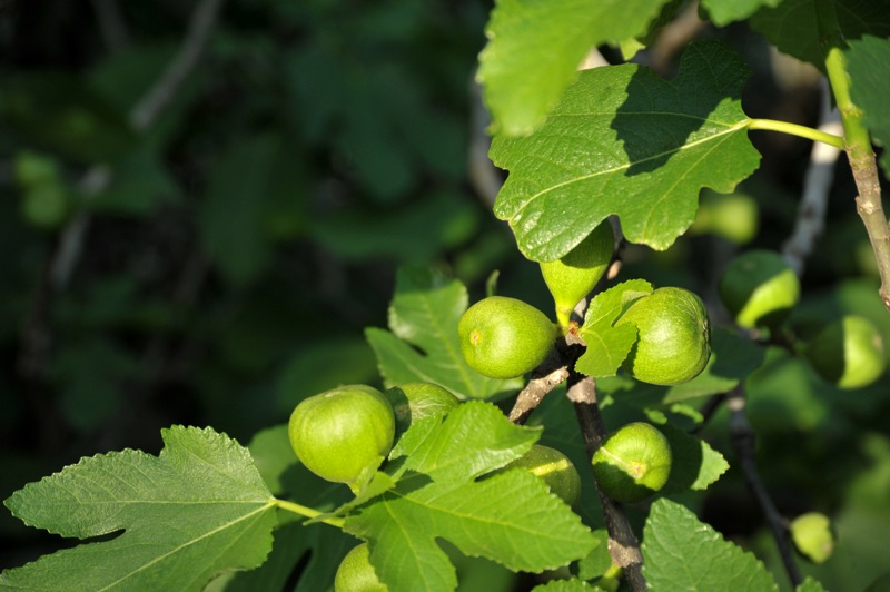 Изображение особи Ficus carica.