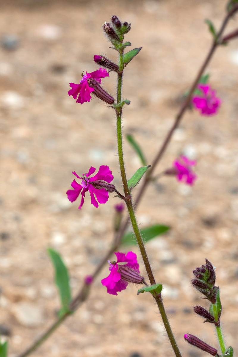 Image of Silene palaestina specimen.