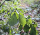 Enkianthus campanulatus