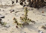Gnaphalium rossicum