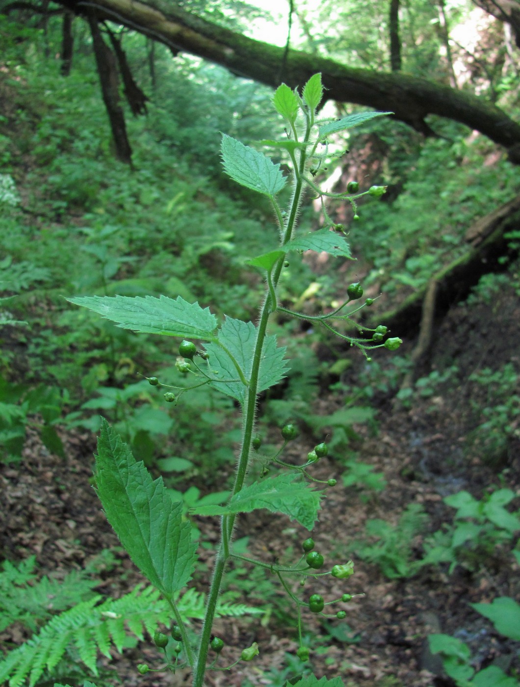 Image of Scrophularia divaricata specimen.