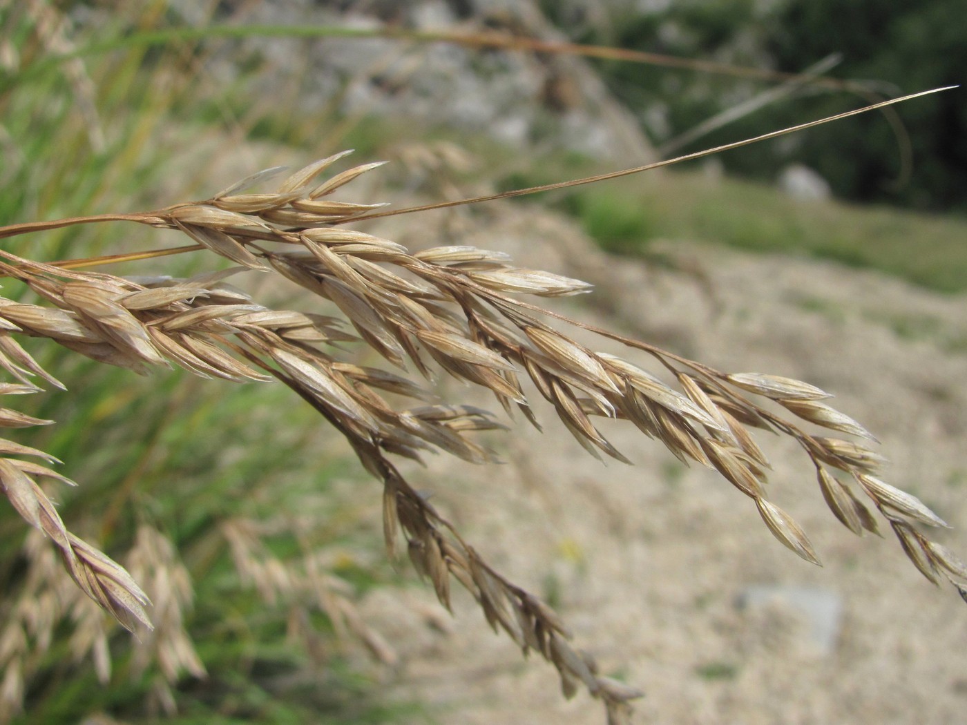 Image of genus Festuca specimen.