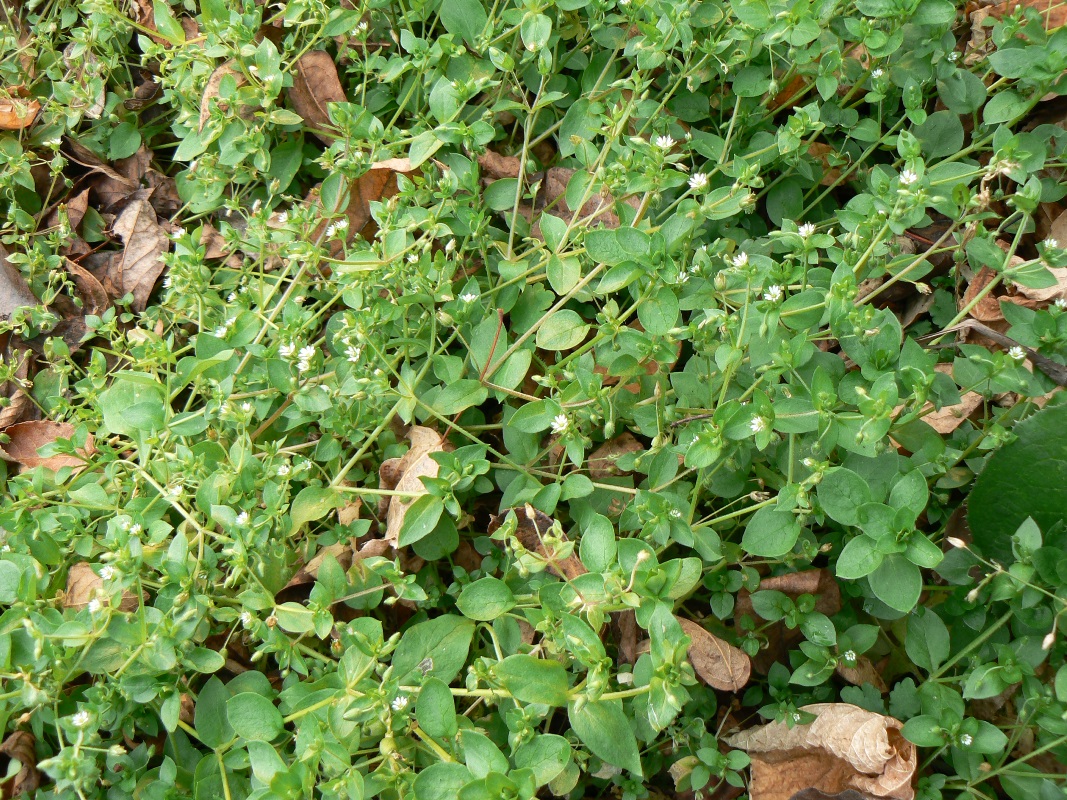 Image of Stellaria media specimen.