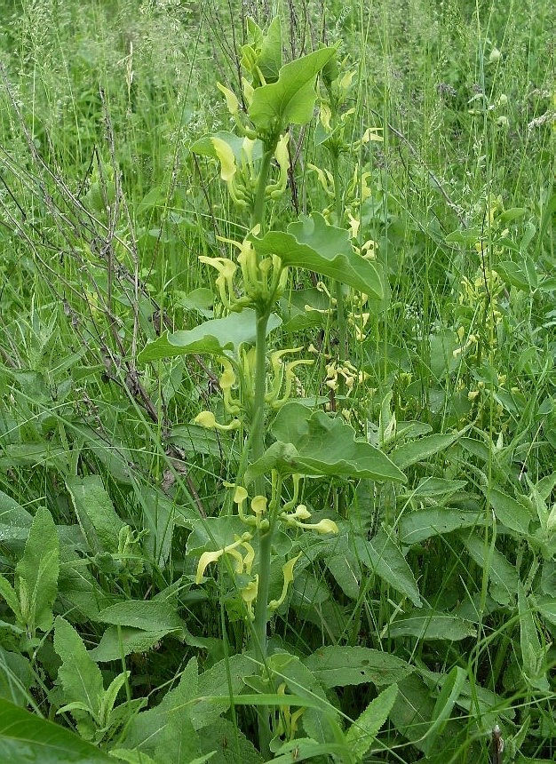 Image of Aristolochia clematitis specimen.