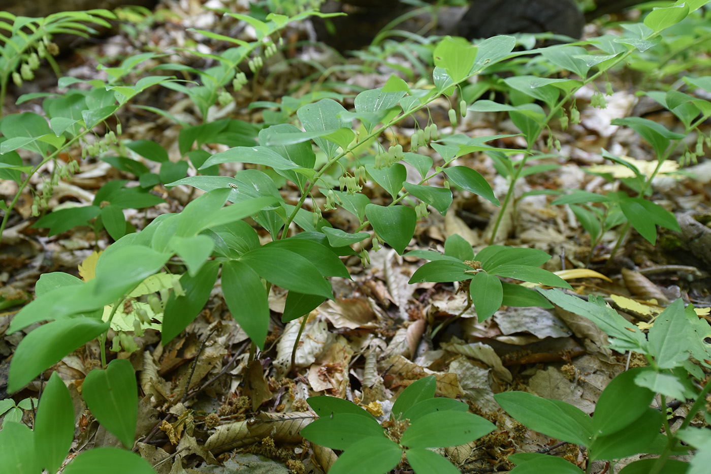 Image of genus Polygonatum specimen.