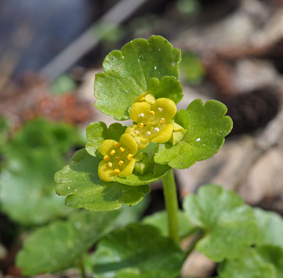 Image of Chrysosplenium alternifolium specimen.