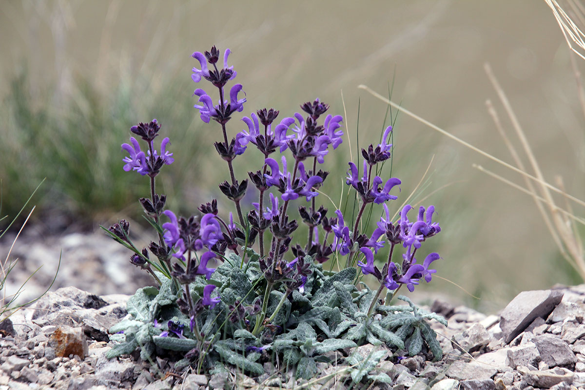 Image of Salvia canescens var. daghestanica specimen.