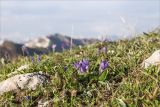 Pulsatilla violacea. Цветущие растения. Абхазия, Гагрский р-н, гора Мамдзышха, выс. 1837 м н.у.м., каменистый альпийский луг. 15.05.2021.