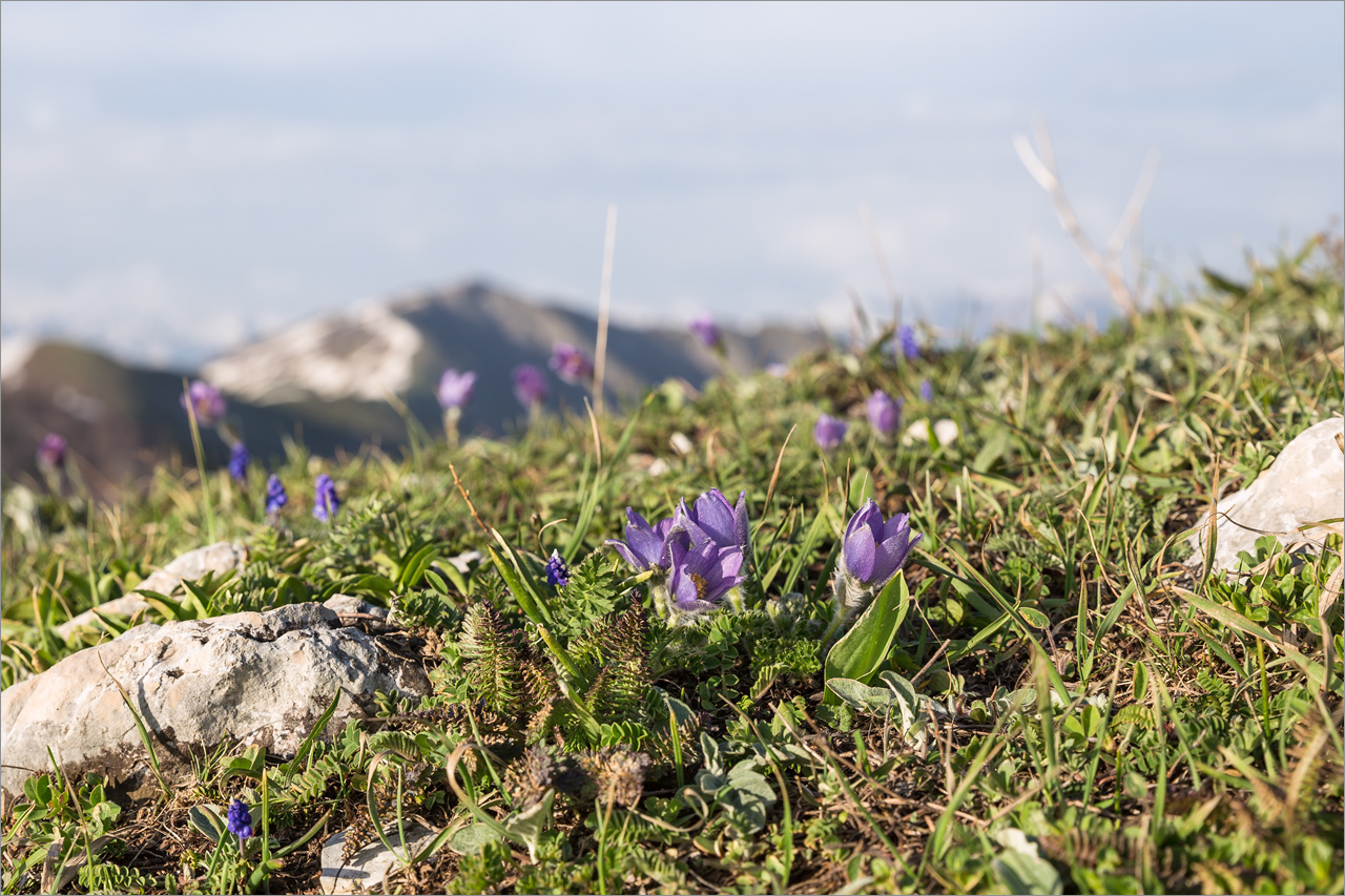 Изображение особи Pulsatilla violacea.