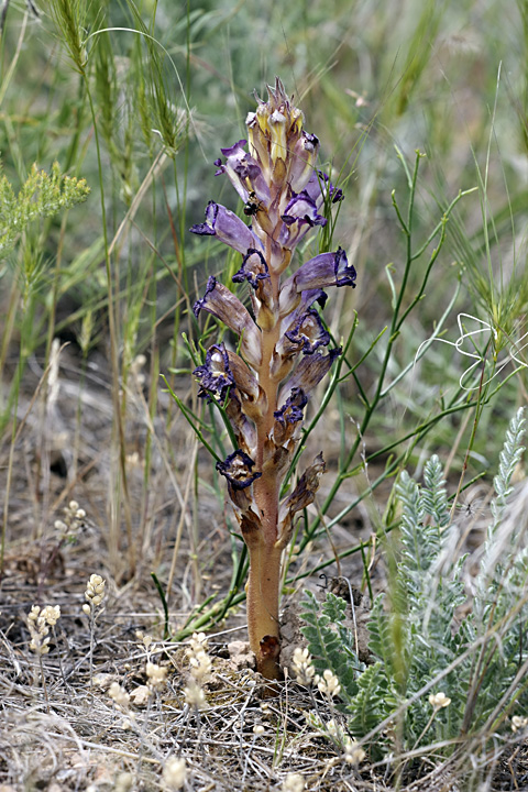 Image of Orobanche amoena specimen.