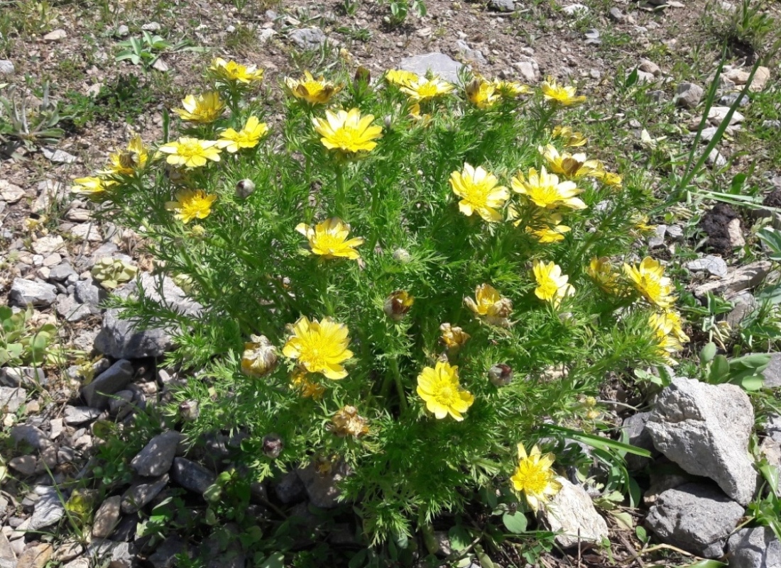 Изображение особи Adonis turkestanica.