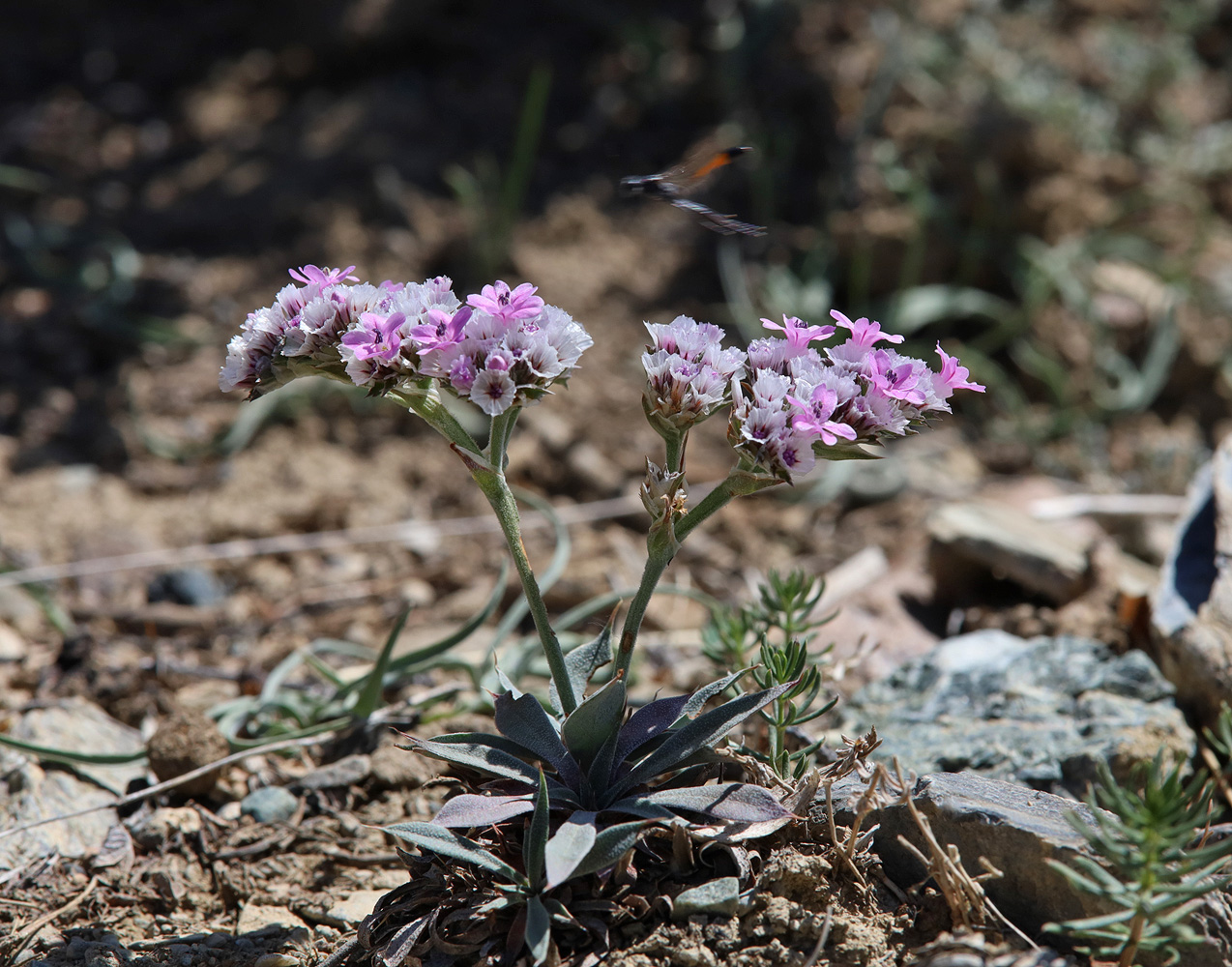 Image of Goniolimon speciosum specimen.