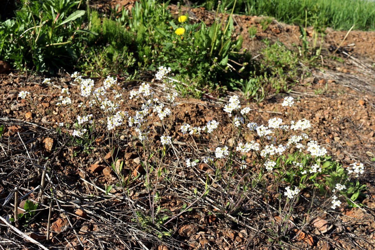 Изображение особи Arabidopsis arenosa.