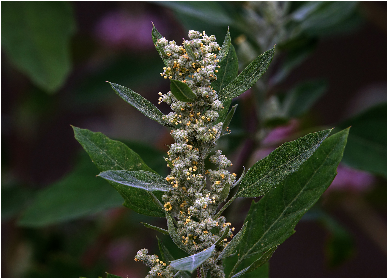 Изображение особи род Chenopodium.