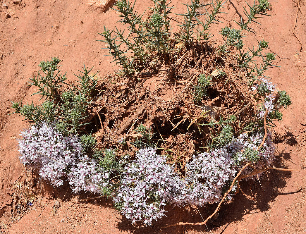 Изображение особи Acanthophyllum pungens.