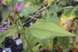 Echinacea purpurea