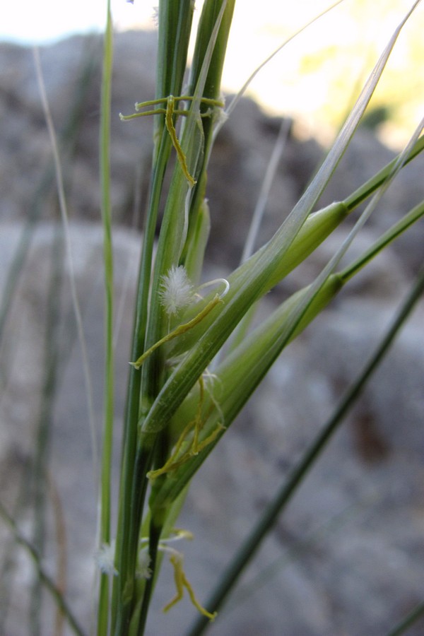 Изображение особи род Stipa.