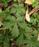 genus Potentilla