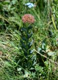 Rhodiola heterodonta