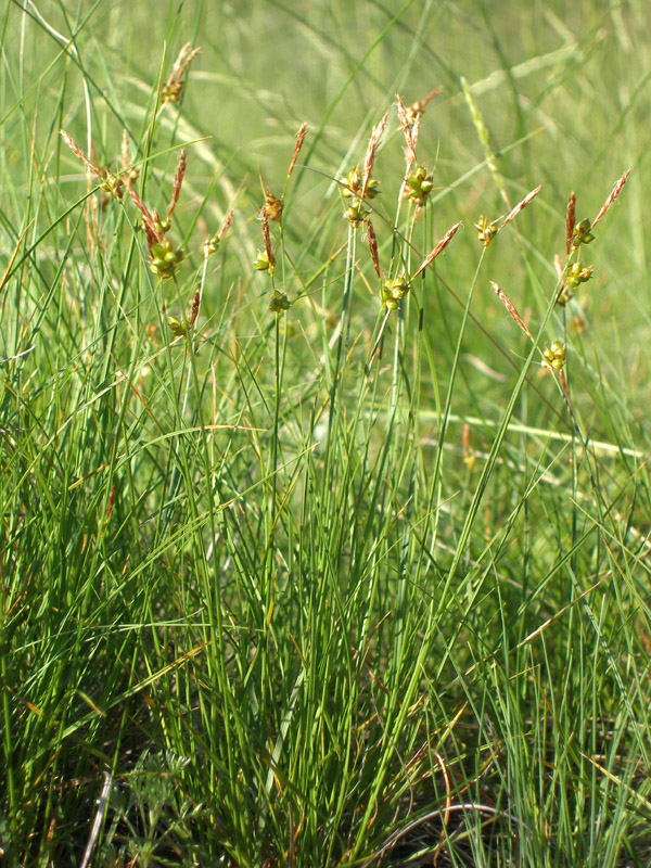 Image of Carex supina specimen.