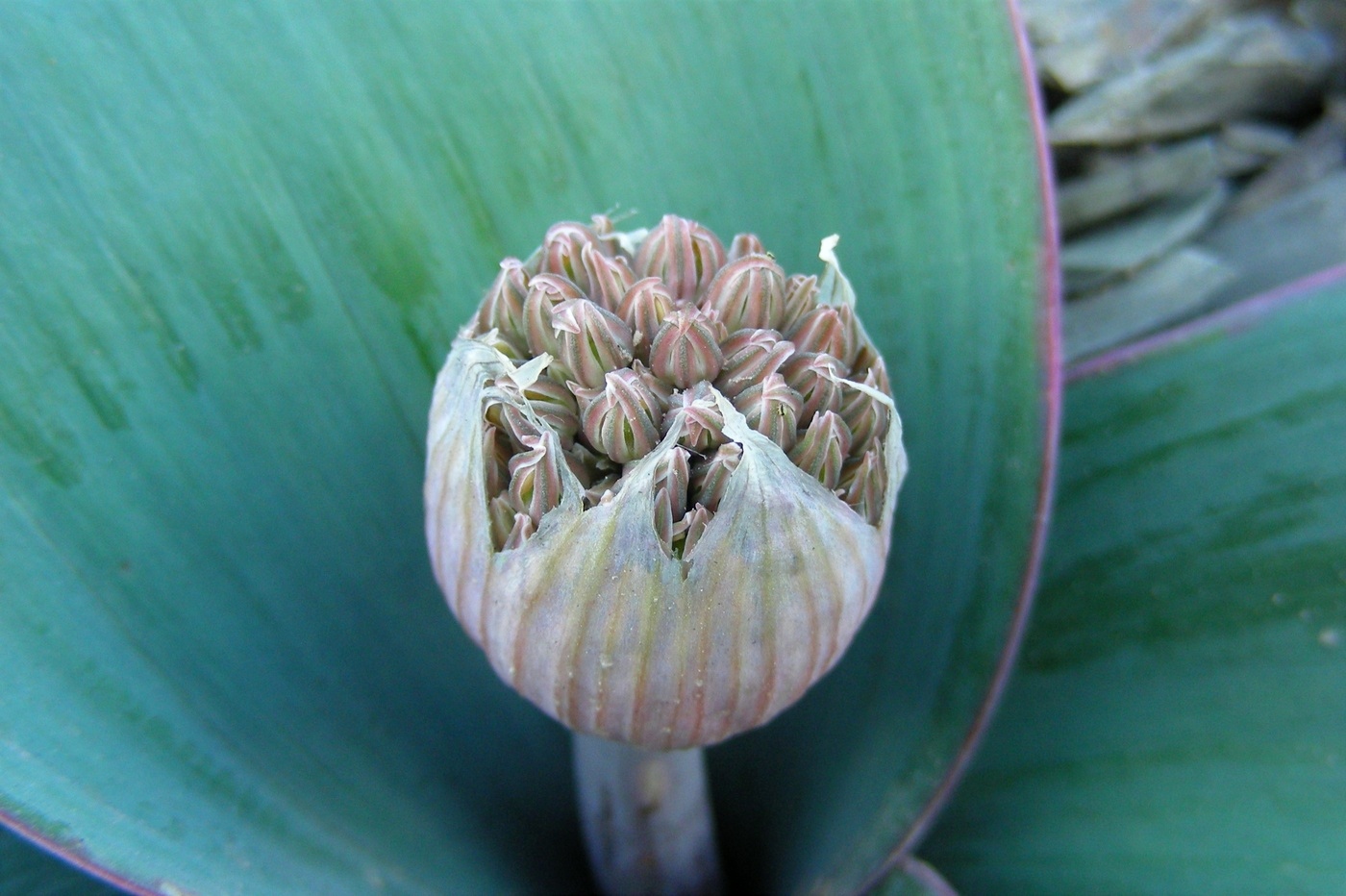 Image of Allium karataviense specimen.