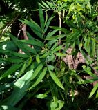 Mahonia fortunei