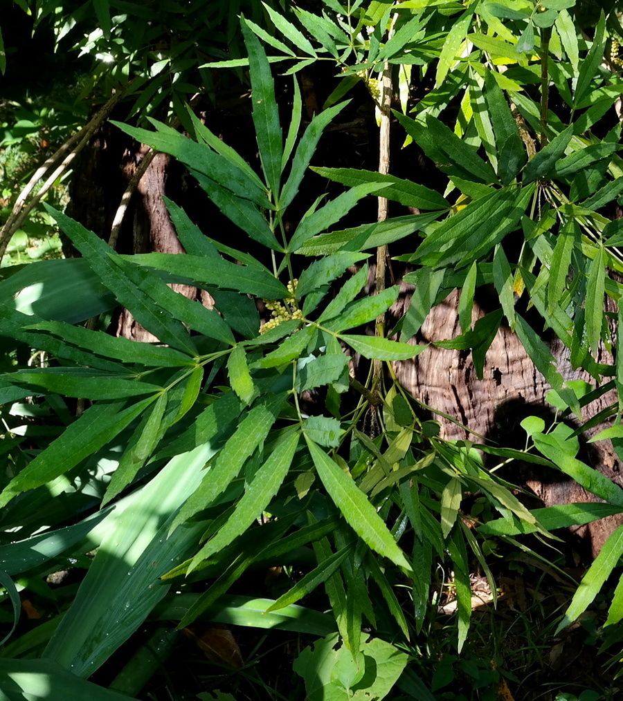 Изображение особи Mahonia fortunei.