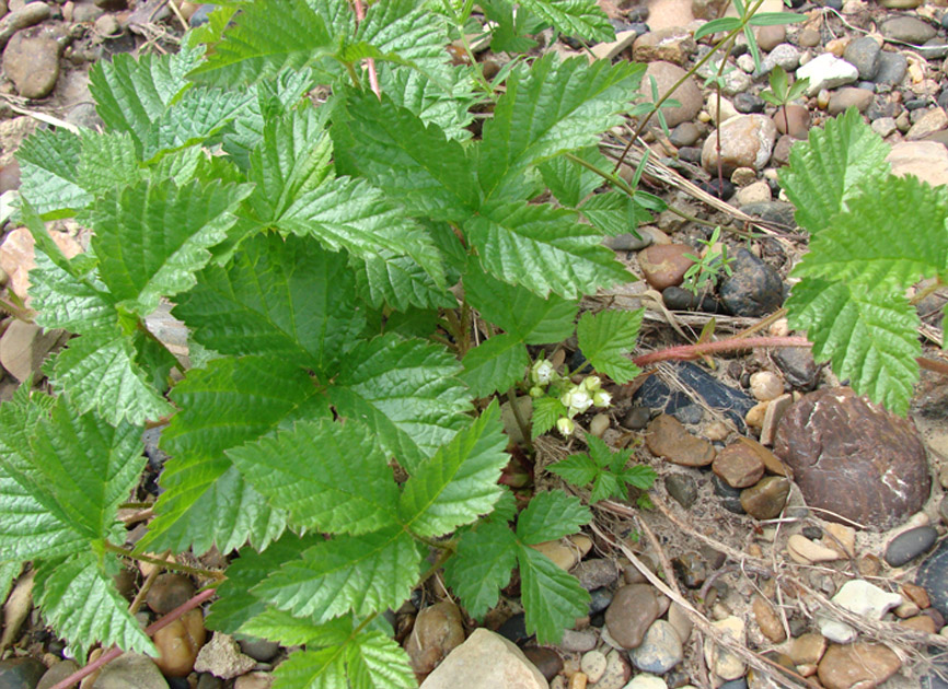 Image of Rubus saxatilis specimen.
