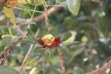 Kigelia pinnata