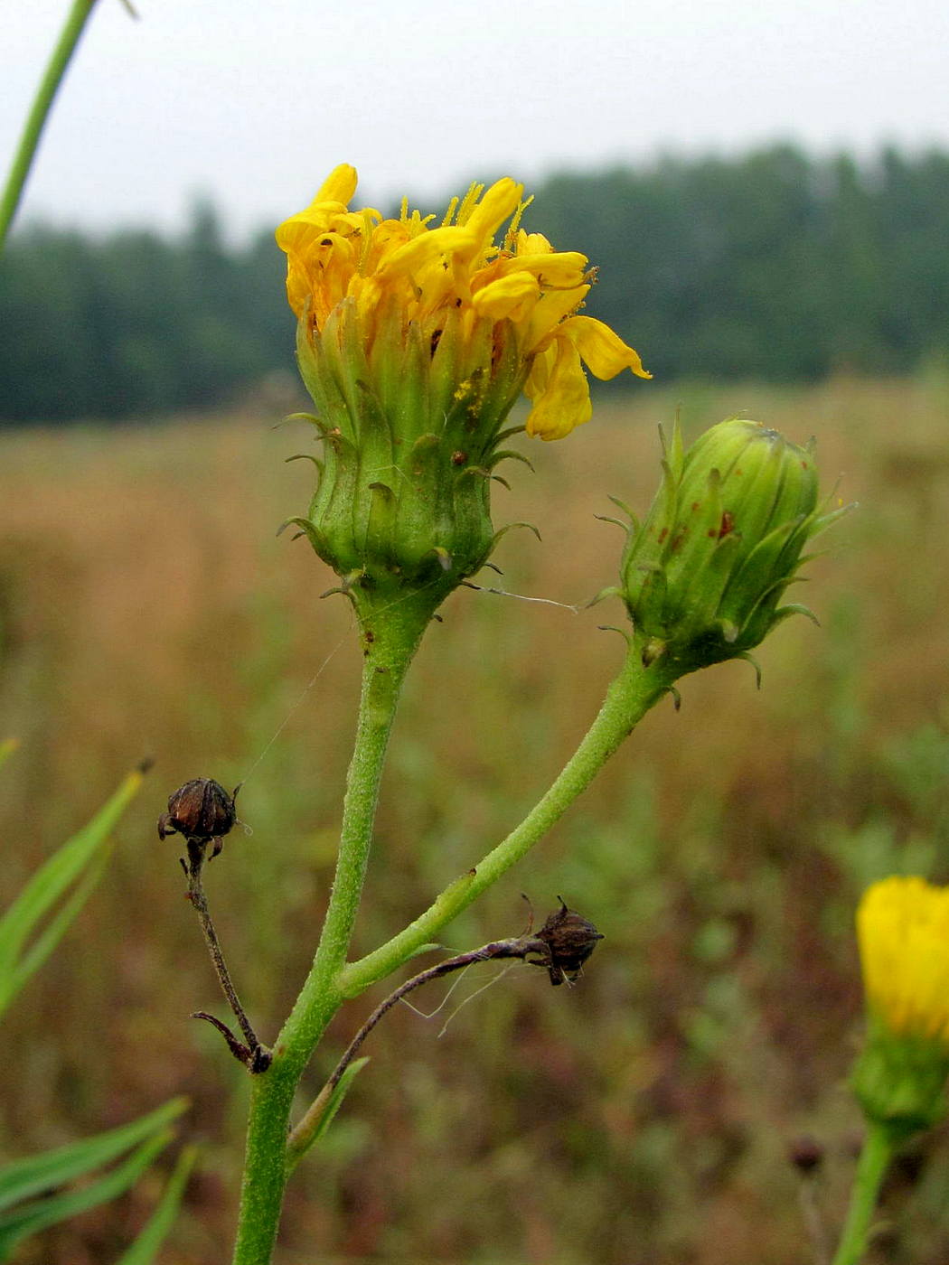 Изображение особи Hieracium umbellatum.