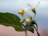 Solanum nigrum. Соцветие. Приморье, Лазовский р-н, окр. бух. Петрова, кордон Лазовского заповедника, нарушенное местообитание возле хозяйственных построек. 31.08.2022.