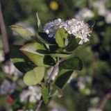 × Sorbaronia mitschurinii