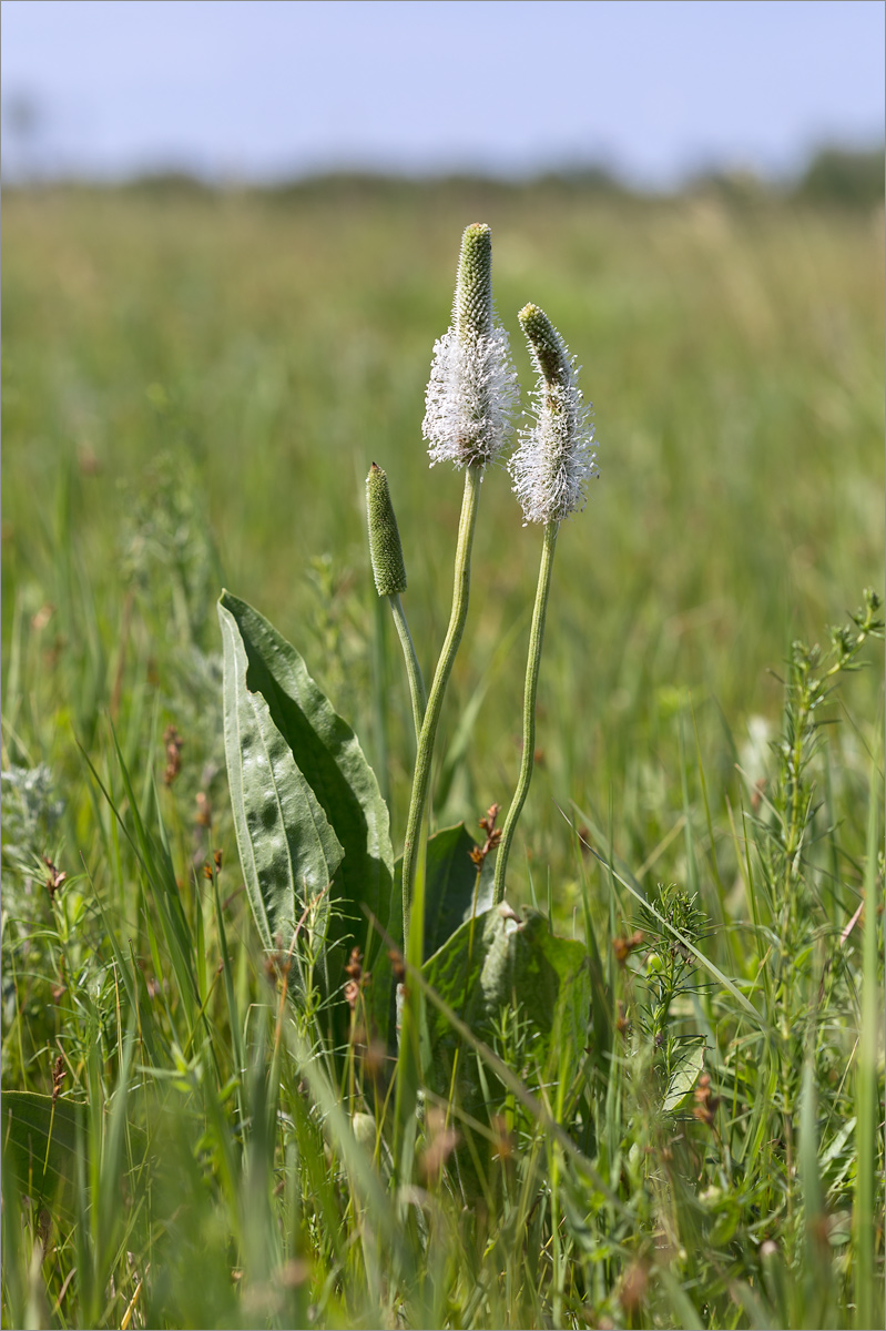 Изображение особи Plantago maxima.